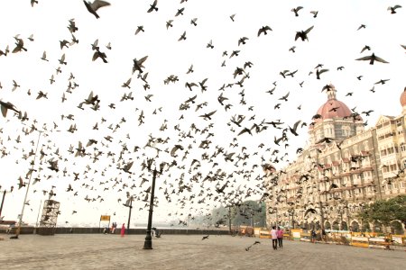 Mumbai, Birds, Taj photo