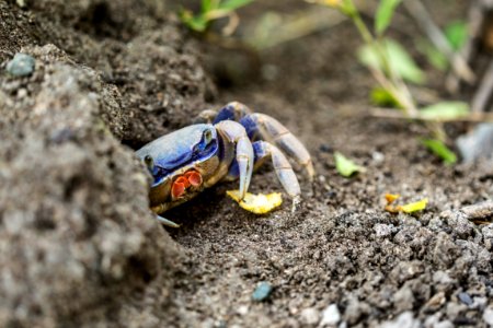 red and blue crab on gray sand during daytime photo
