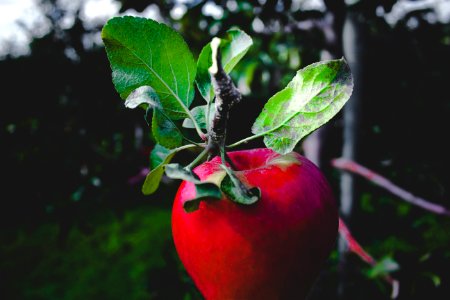 red apple fruit