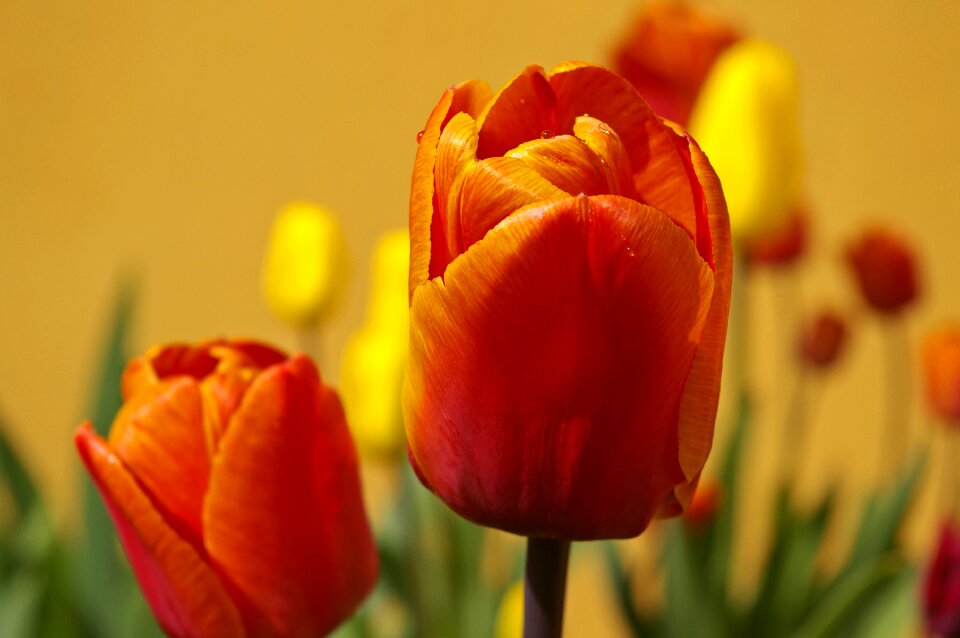 Plant early bloomer yellow