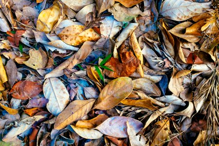 brown dried leaves on ground photo
