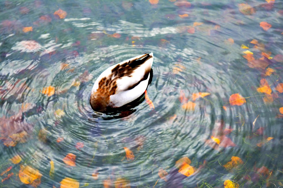 duck dip his head into the water