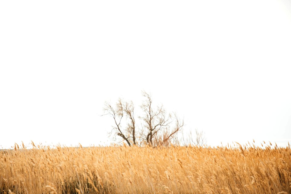brown grass field