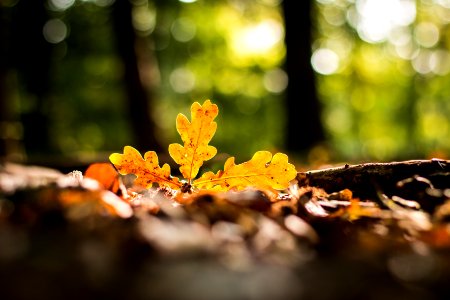 Jette, Belgium, Autumn