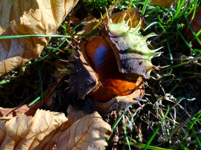 Chestnut on the grass