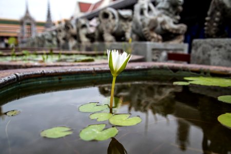 green lotus flower on water photo