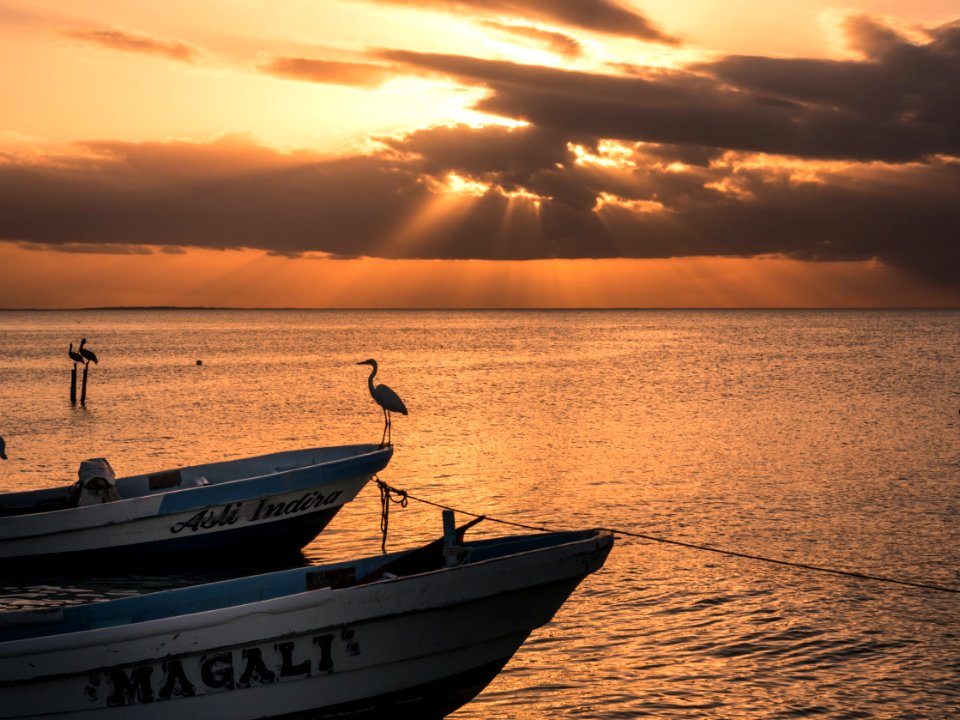 Mexico, Isla holbox, Birds