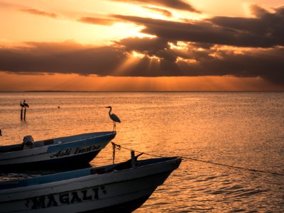 Mexico, Isla holbox, Birds