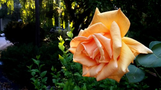 Blossom floral nature