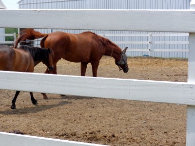 White fence, Farm, Horses photo