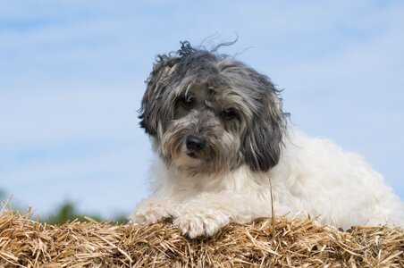 Löwchen straw the dog breed
