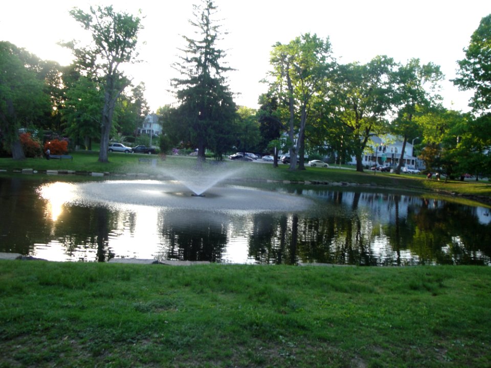 Trees, Nature, Park