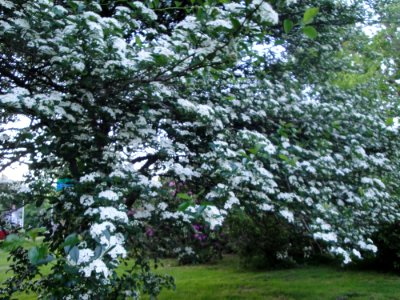 Flower, Tree, Nature