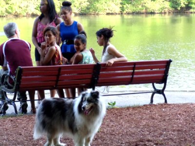 Nature, Dog, Bench