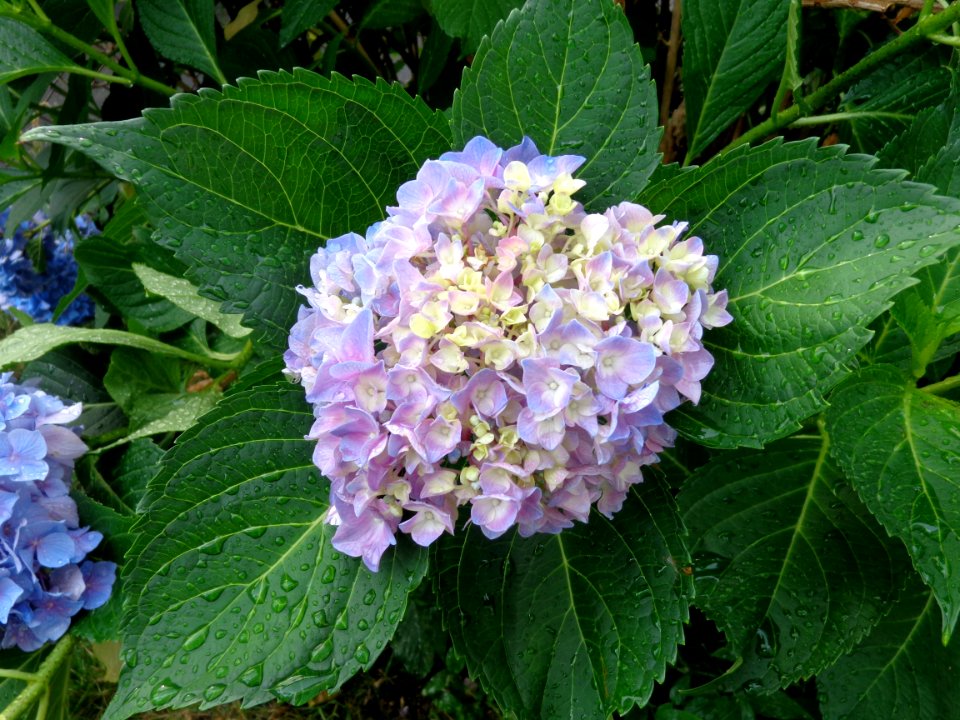 Lilac, Bush, Hydrangea