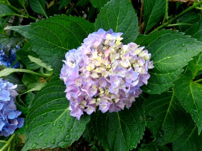Lilac, Bush, Hydrangea photo