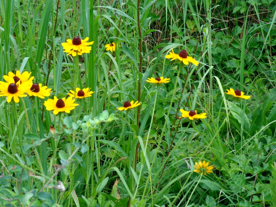 Massachusetts, United states, Grass