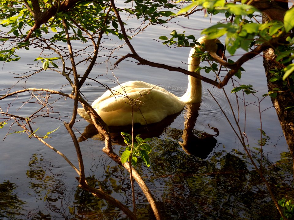 Massachusetts, United states, Nature