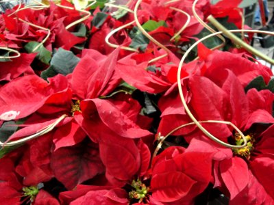Flor de navidad, Pascuas, Poinsettias