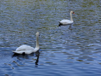 Blancos, Swans, Water photo