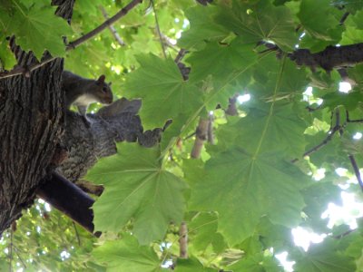 Nature, Tree, Summer