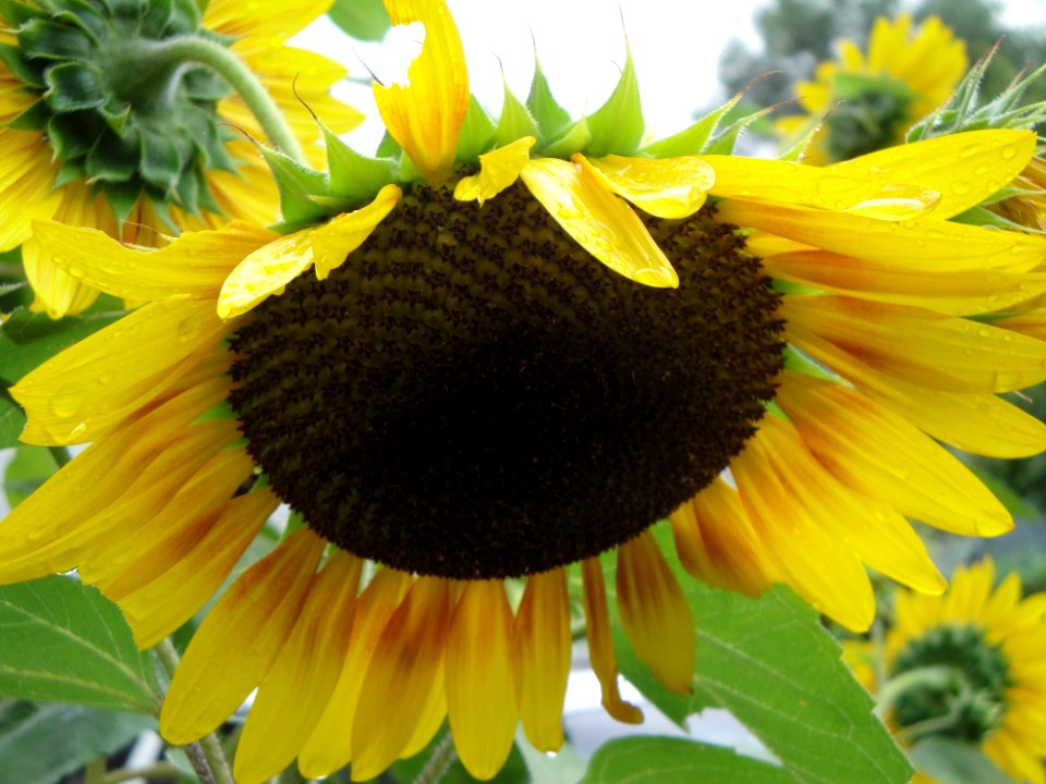 Sunflower, Yellow, Nature