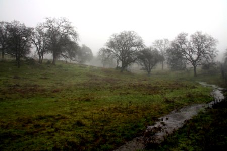 River, Oak, California