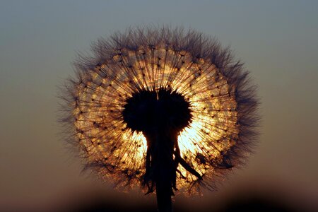 Glow sonchus oleraceus fluff photo