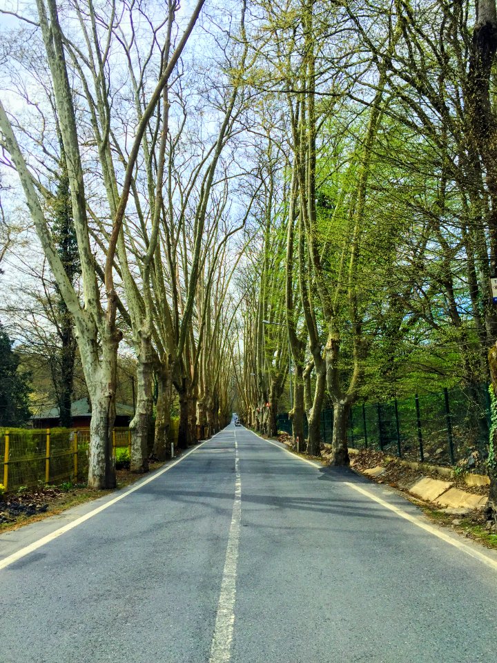 Belgrad forest, Baheky merkez mahallesi, Turkey