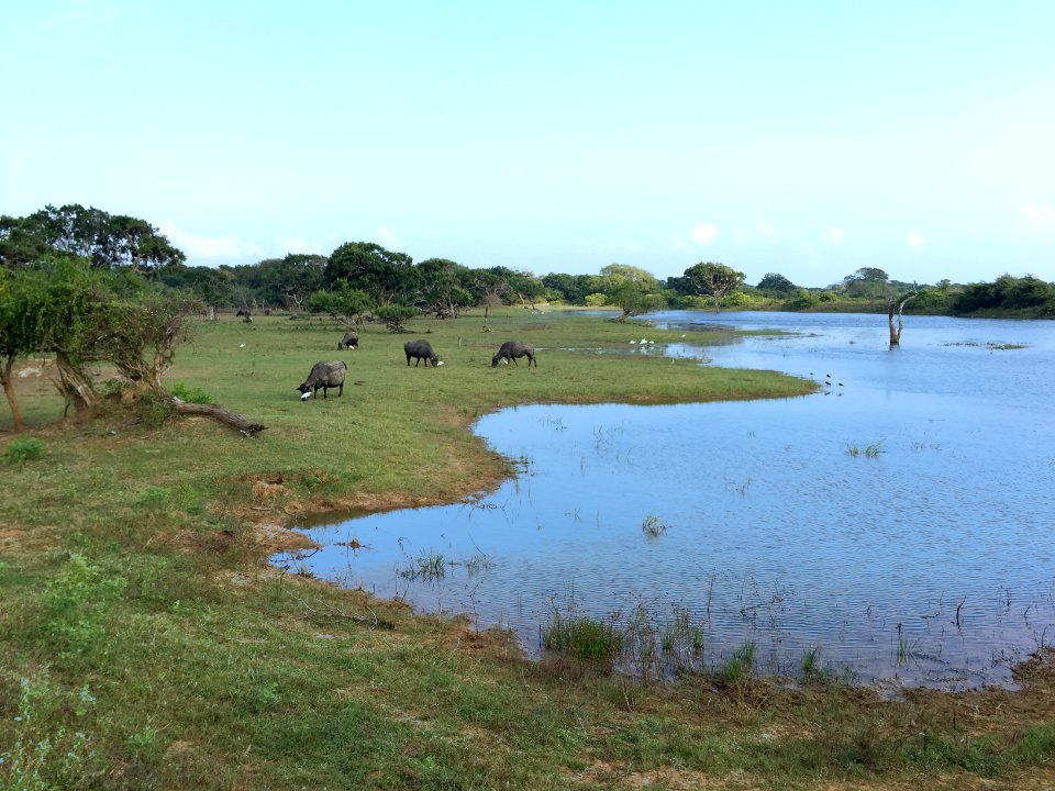 Sri lanka, Southern province, Wetl
