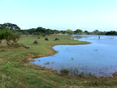Sri lanka, Southern province, Wetl