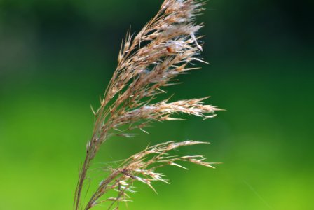 Utrecht, Netherland, Reed photo