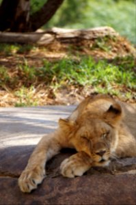Lion, Peaceful, Daytime photo