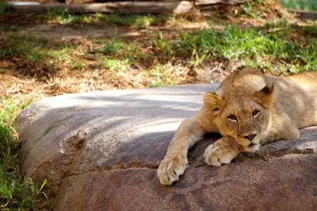 Daytime, Lion photo