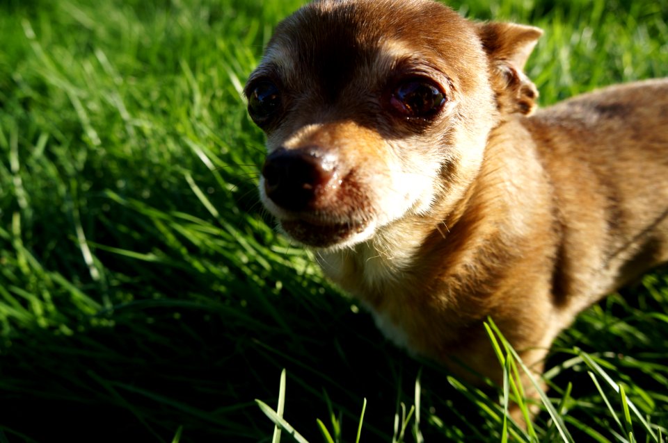 Cute, Grass, Daytime