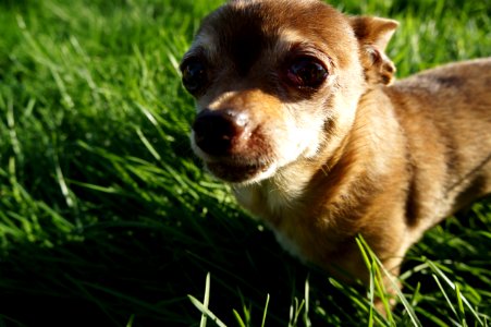 Cute, Grass, Daytime