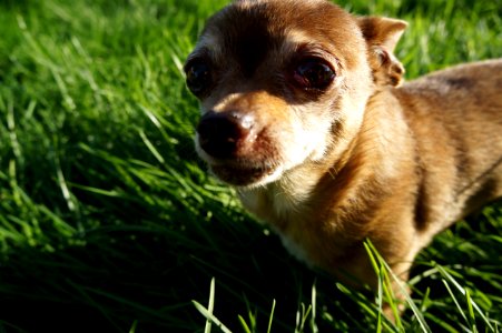 Cute, Grass, Daytime photo