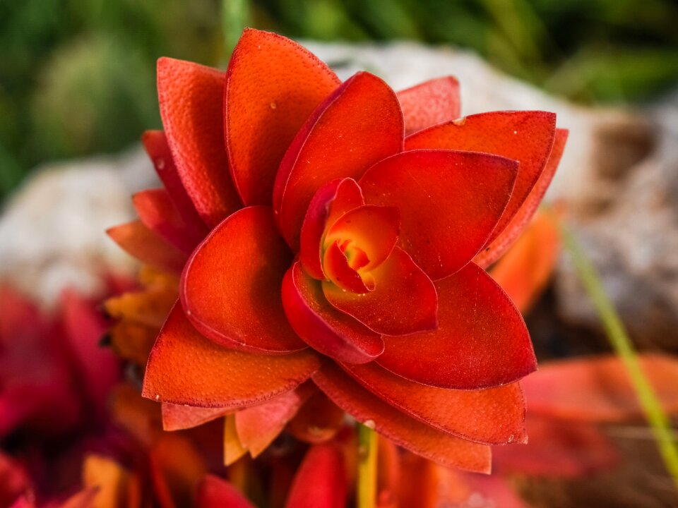 Nature flora orange