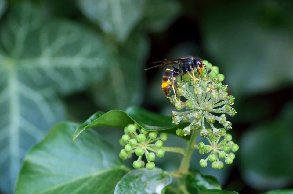 Ivy foraging invasive species