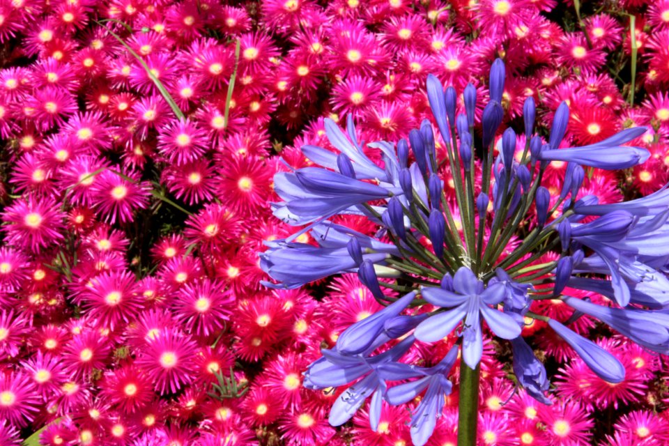 Militar university of new granada, Colombia, Flower garden