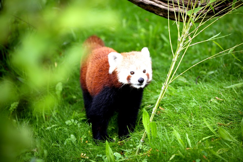 Chester zoo, Upton, United kingdom