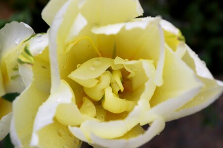 Spring blossom bloom photo