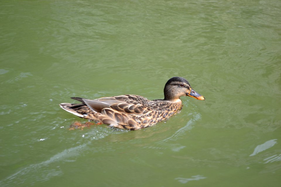Erven kltor, Slovakia, Duck meme