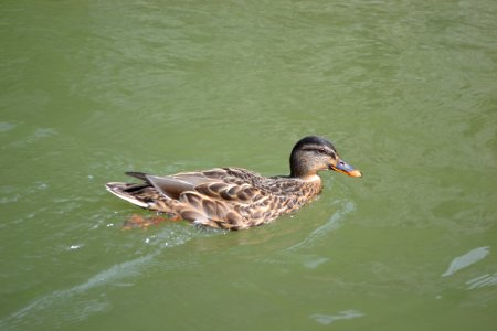 Erven kltor, Slovakia, Duck meme photo