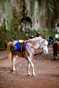 brown and white horse with red and white hat photo