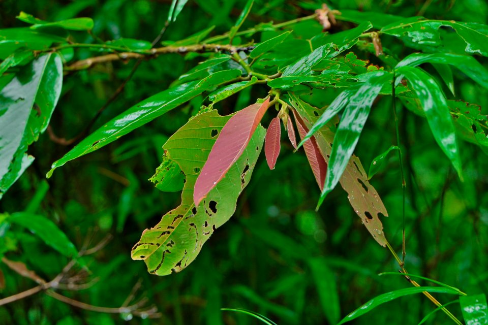 Sanjay g, Hi national park, Mumbai