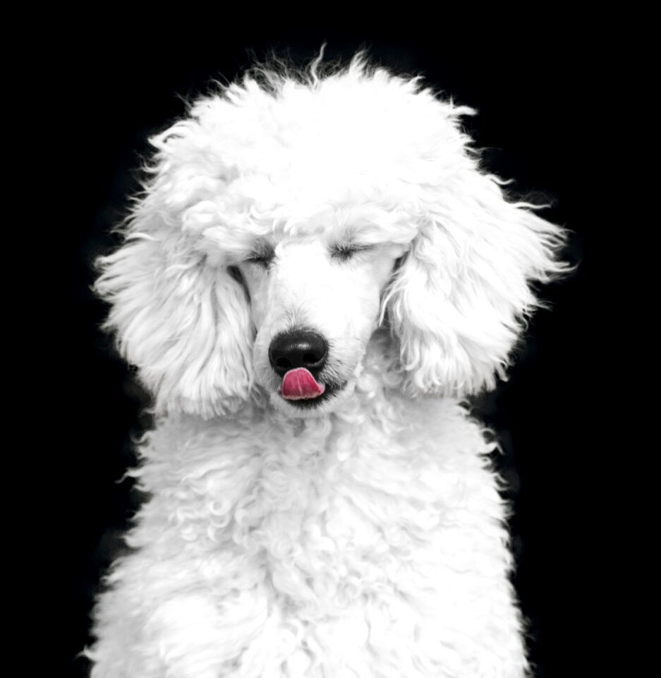 White black the dog breed