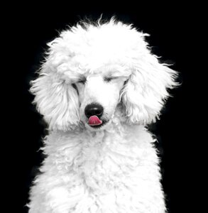 White black the dog breed
