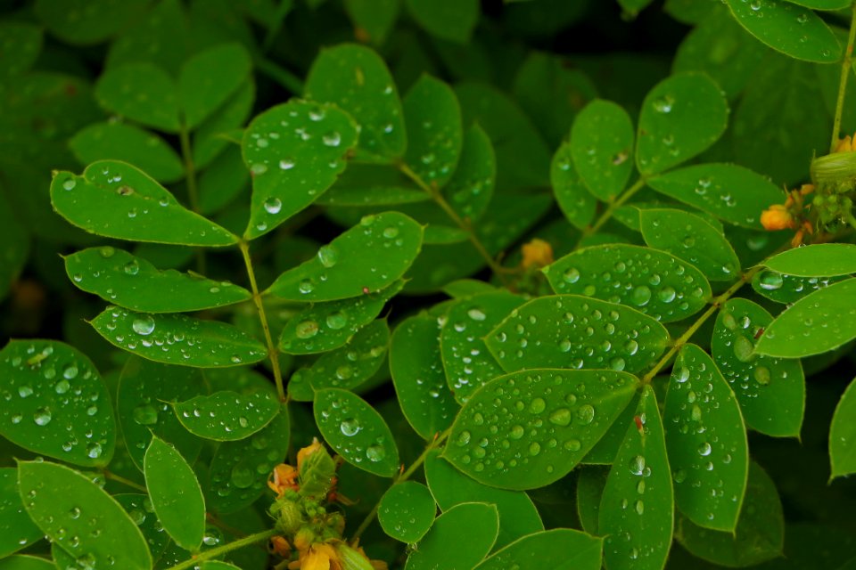 Satara, India, Green