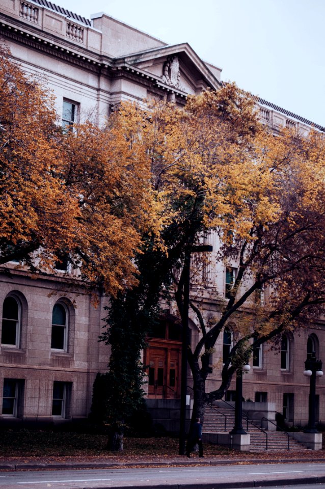 trees near brown building photo